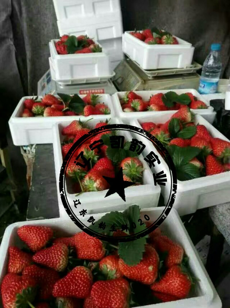 辽东草莓🍓
