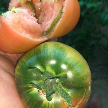 草莓柿子