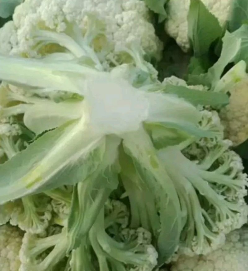 产地散花出货，蔬菜合作社直供，各种包装可以发到全国各地