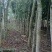 黄花梨树4m以上