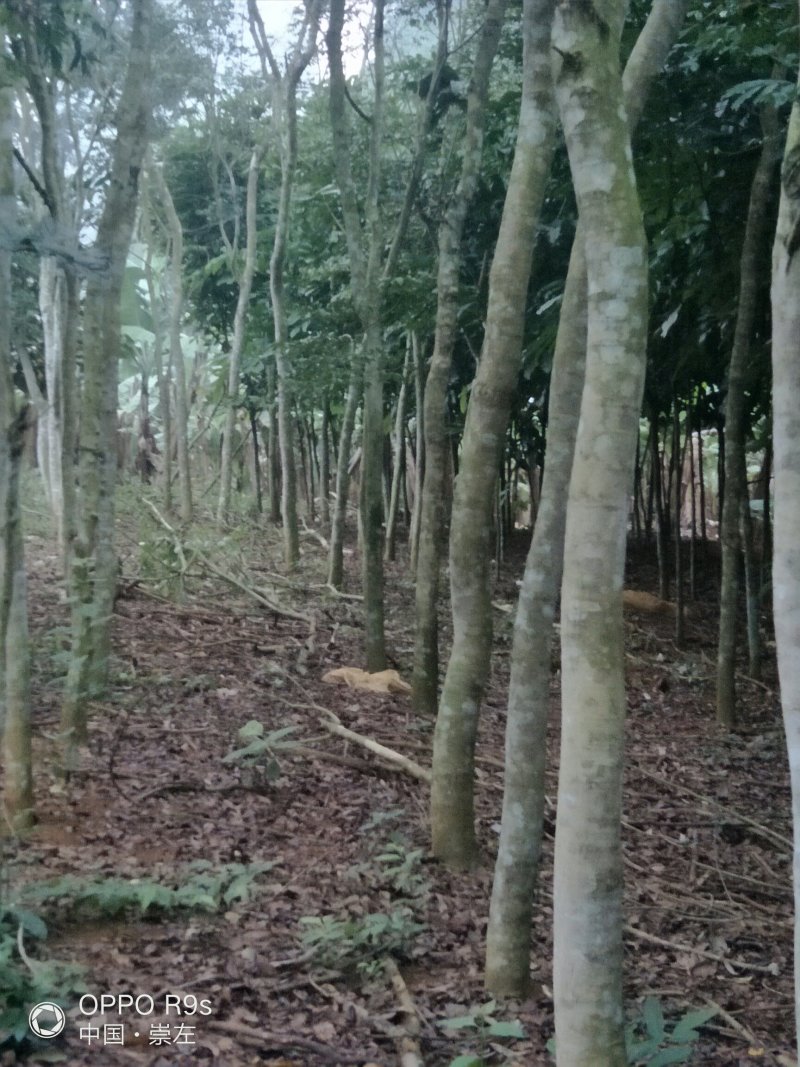 黄花梨树4m以上