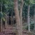 黄花梨树4m以上