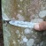 黄花梨树4m以上