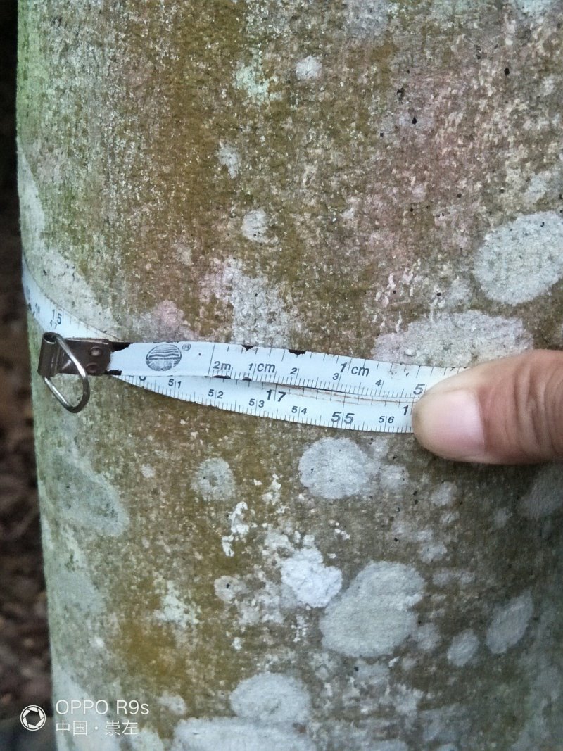 黄花梨树4m以上