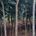 黄花梨树4m以上
