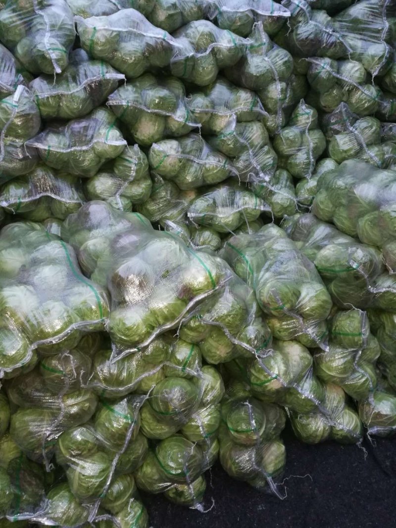 精品，圆包菜，旺旺系列大量上市，产地直供，欢迎采购咨询
