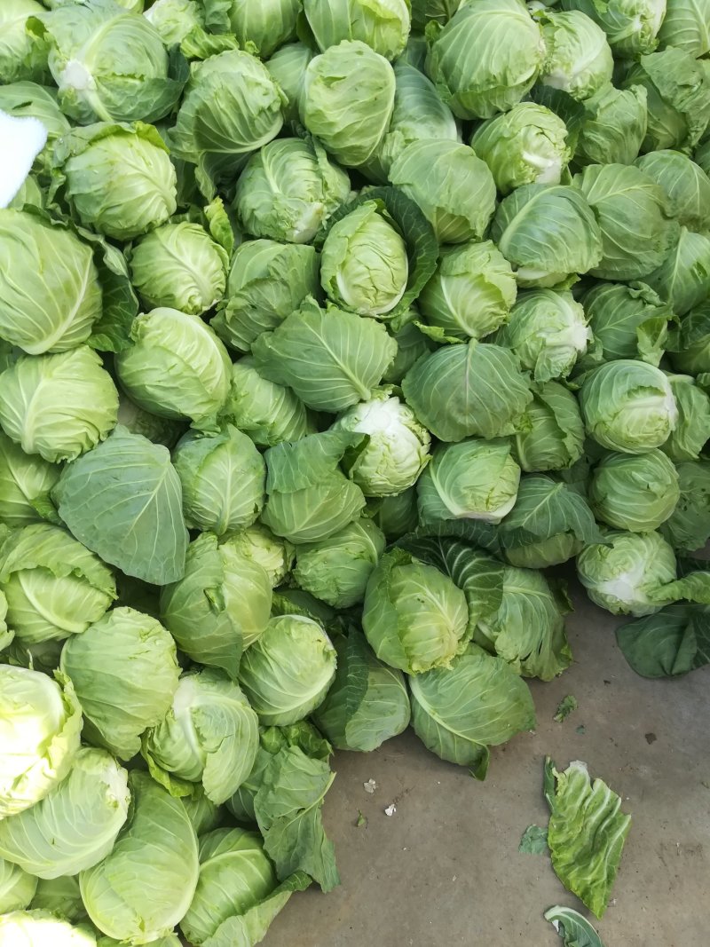 精品，圆包菜，旺旺系列大量上市，产地直供，欢迎采购咨询
