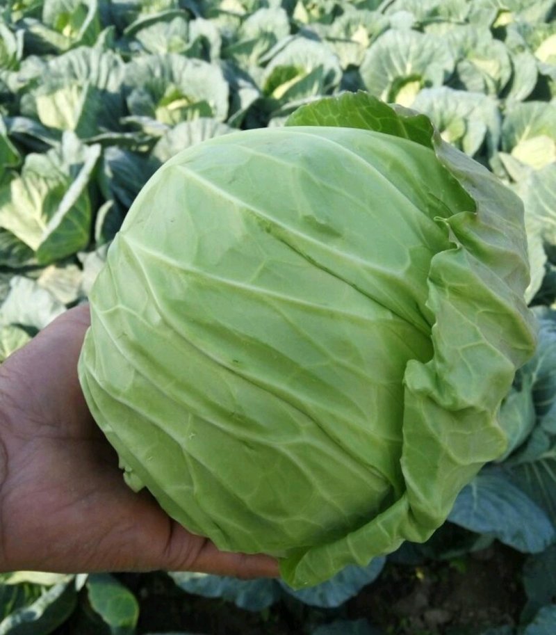 精品，圆包菜，旺旺系列大量上市，产地直供，欢迎采购咨询