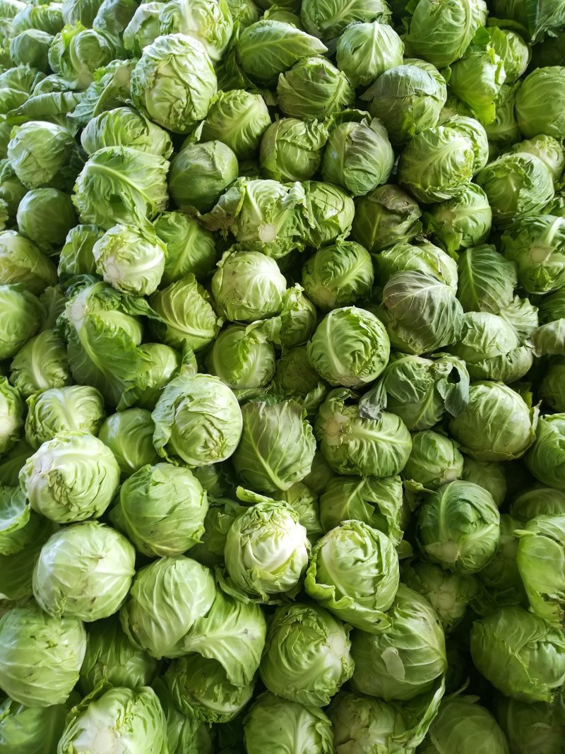 精品，圆包菜，旺旺系列大量上市，产地直供，欢迎采购咨询