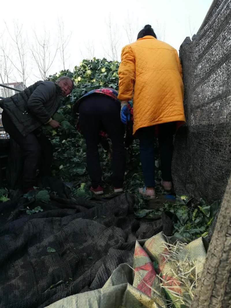 蔬菜基地直供，西兰花上市，品质可靠，欢迎采购