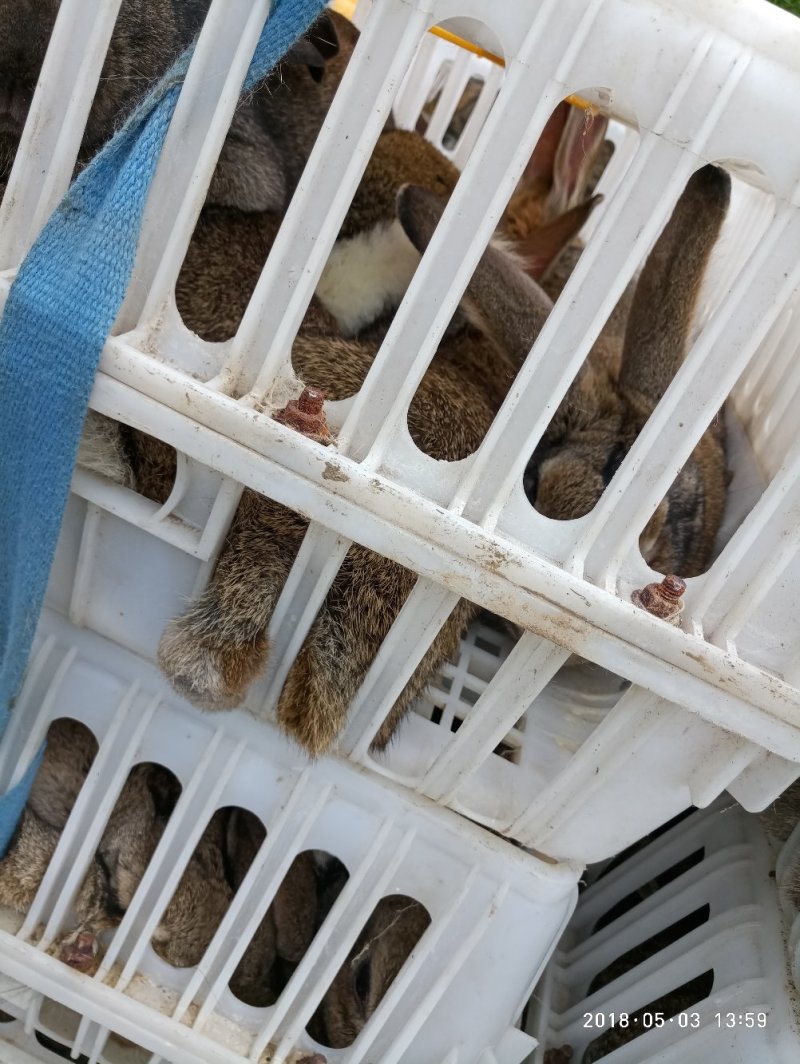 伊拉种兔