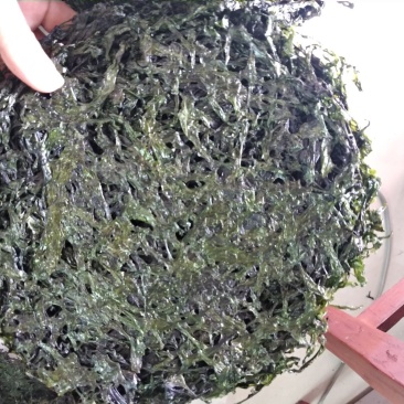 厂家直供深度烘干绿紫菜500g（巨鲸水产出品）