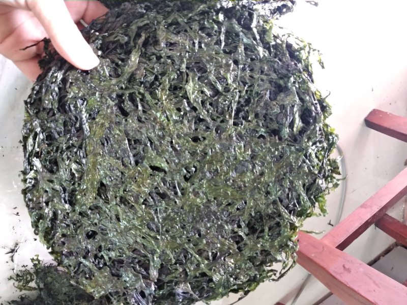 厂家直供深度烘干绿紫菜500g（巨鲸水产出品）