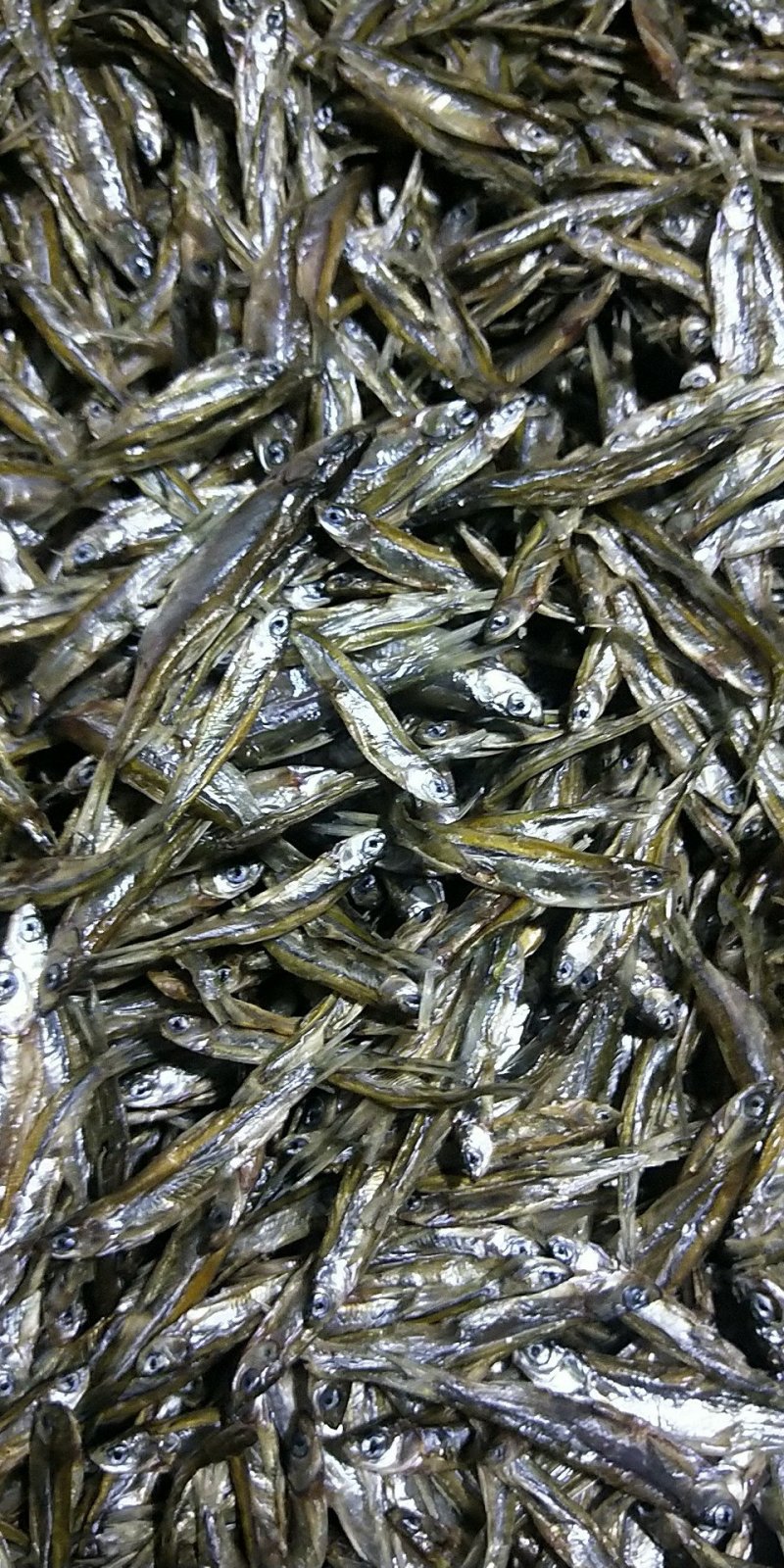 河鱼干/小鱼干/微小蓝刀/微小白条/干度9成/易保存