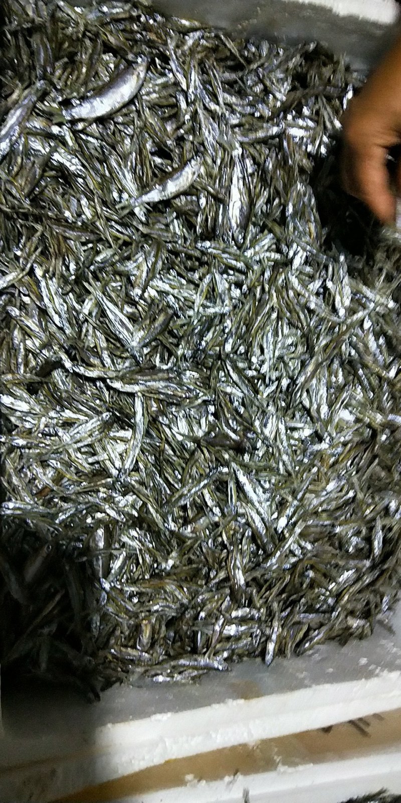 河鱼干/小鱼干/微小蓝刀/微小白条/干度9成/易保存