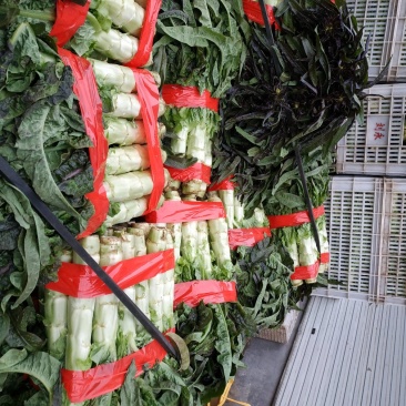 莴笋芹菜大量上市