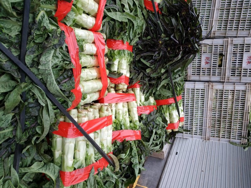 莴笋芹菜大量上市