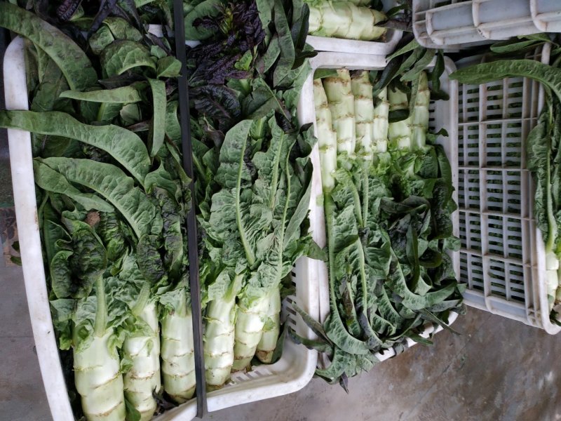 莴笋芹菜大量上市