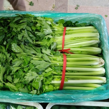 芹菜莴笋大量上市