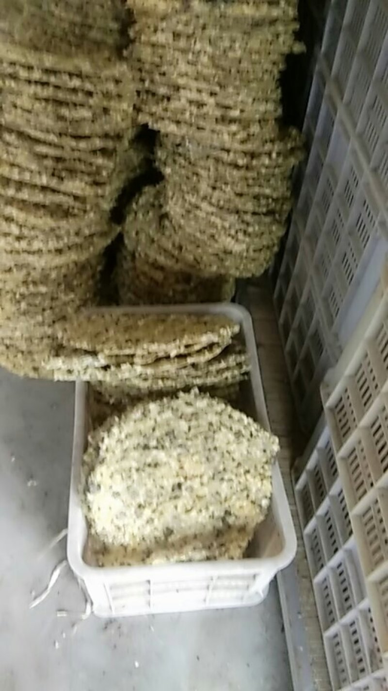 杭白菊