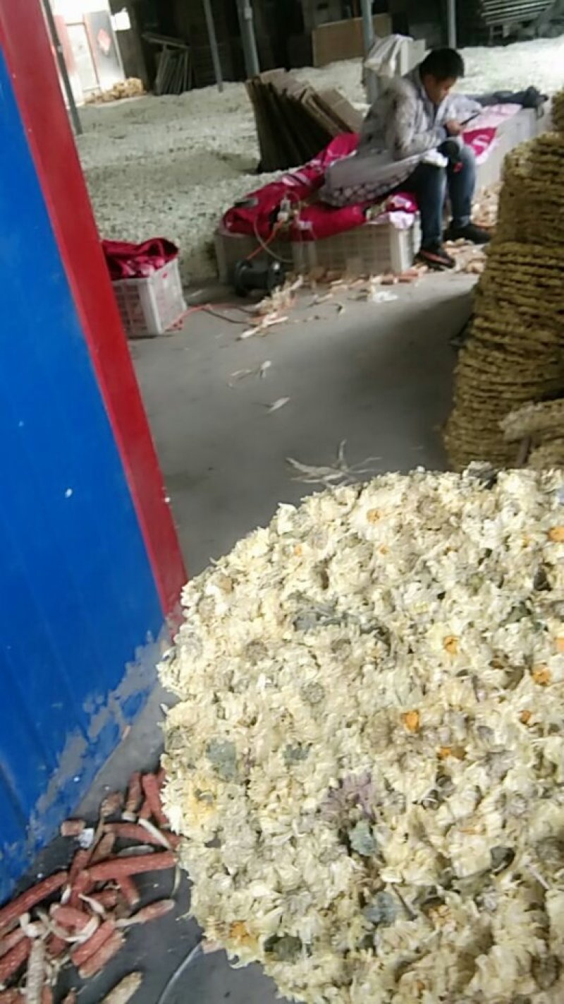 杭白菊