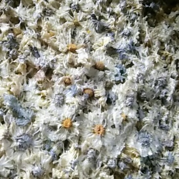 杭白菊