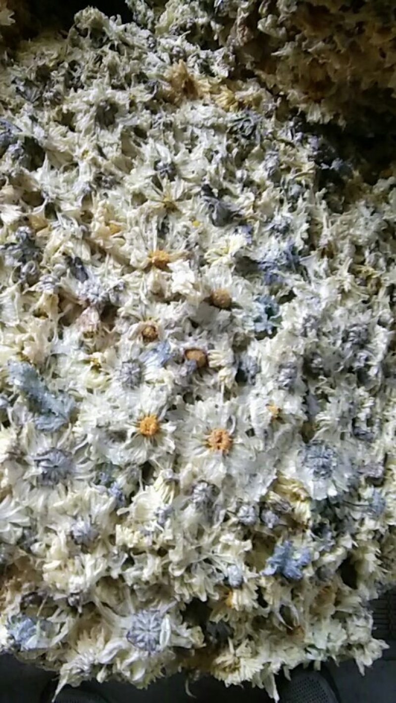 杭白菊