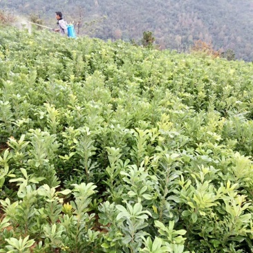 东魁