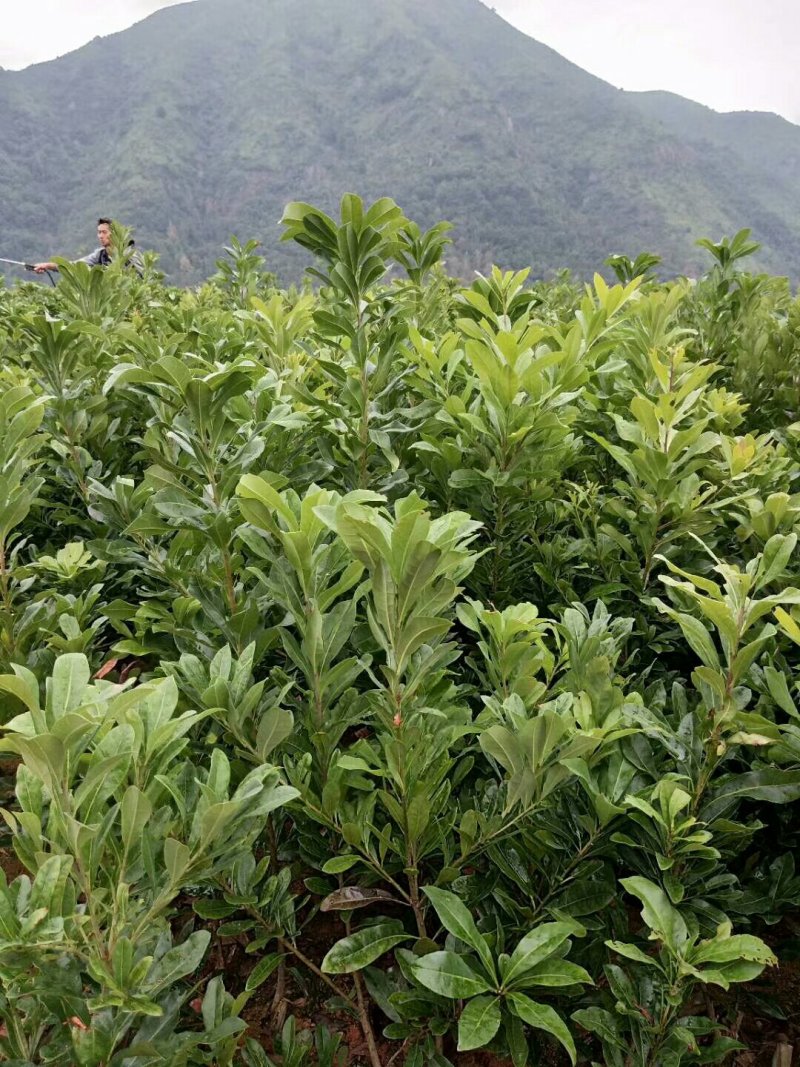 东魁