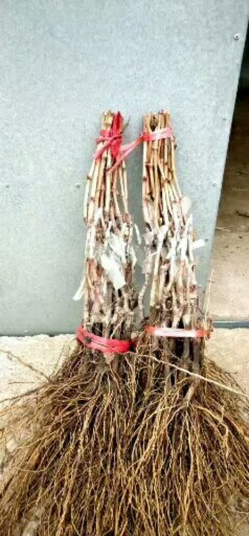 阳光玫瑰葡萄苗有需要的联系。