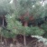 黑松