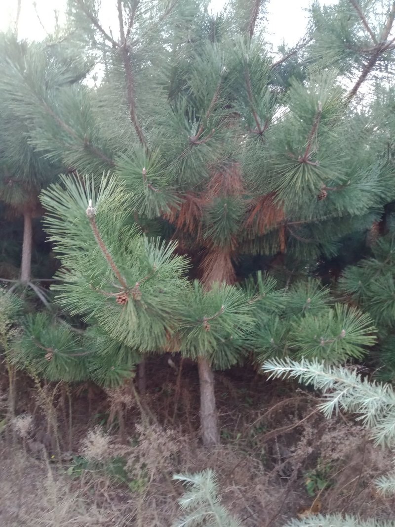 黑松