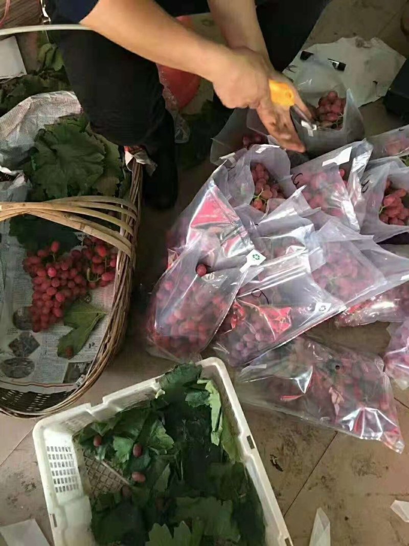 葡萄克伦生支持一件代发空运落地配