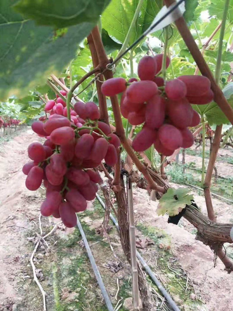 葡萄克伦生支持一件代发空运落地配