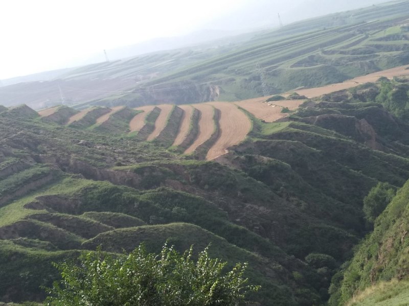 旱地适应种植药材小杂粮经济林