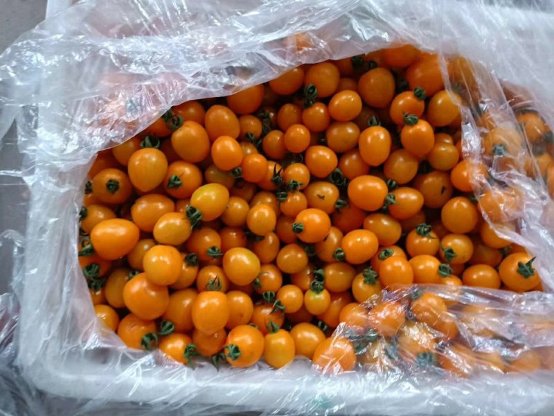 山东寿光产地千喜，贝贝，黄容，串番茄，大量供应