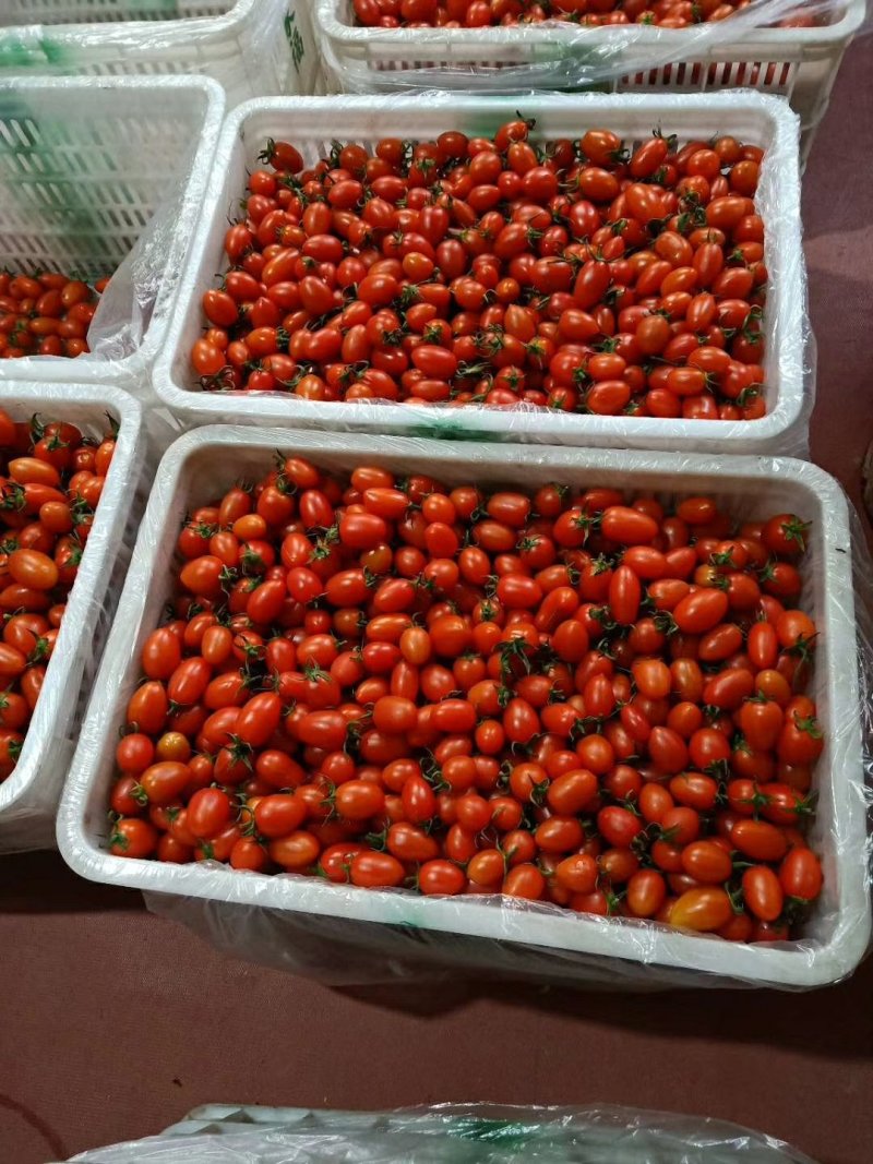 山东寿光产地千喜，贝贝，黄容，串番茄，大量供应