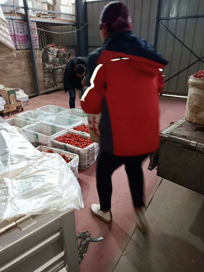 山东寿光产地千喜，贝贝，黄容，串番茄，大量供应