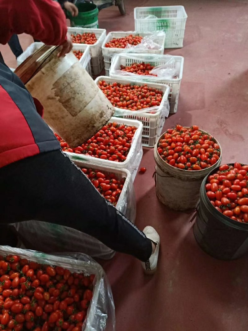山东寿光产地千喜，贝贝，黄容，串番茄，大量供应