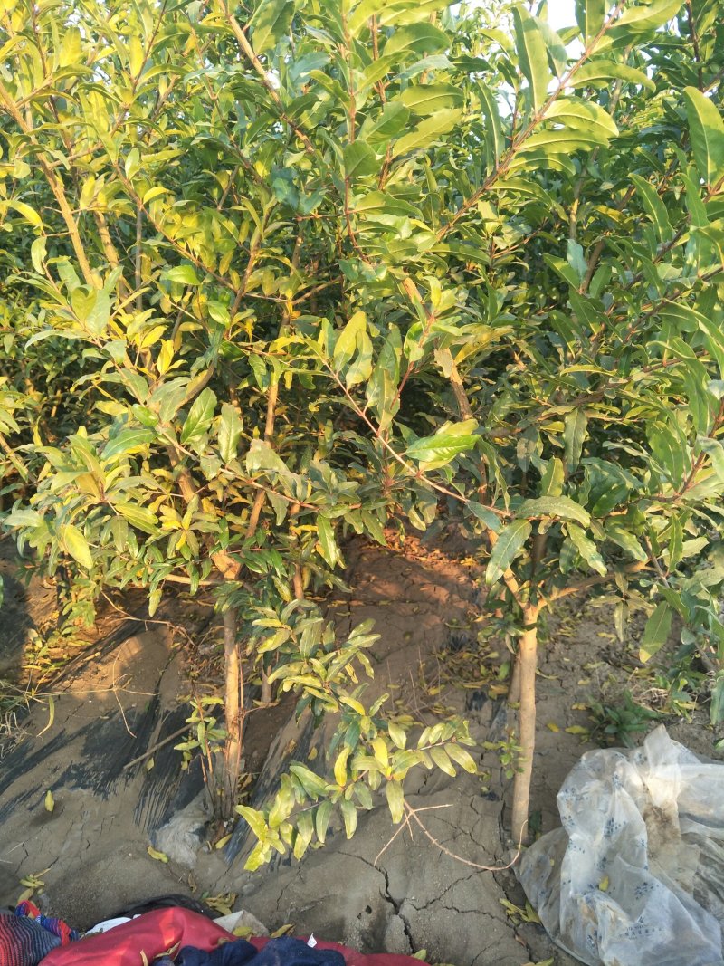 石榴苗基地软籽石榴苗批发品种纯正价格优惠