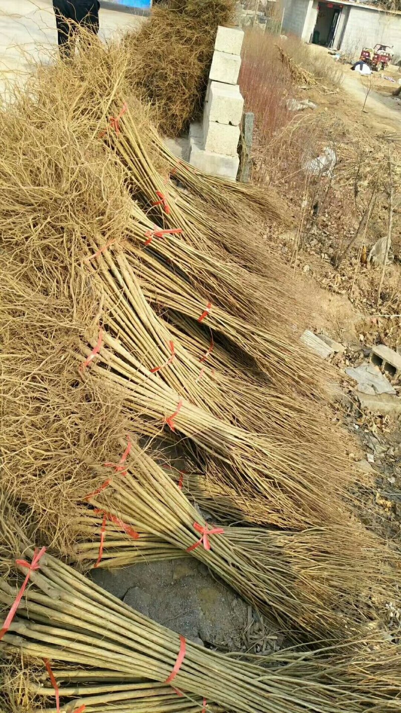 石榴苗基地软籽石榴苗批发品种纯正价格优惠