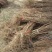 石榴苗基地软籽石榴苗批发品种纯正价格优惠