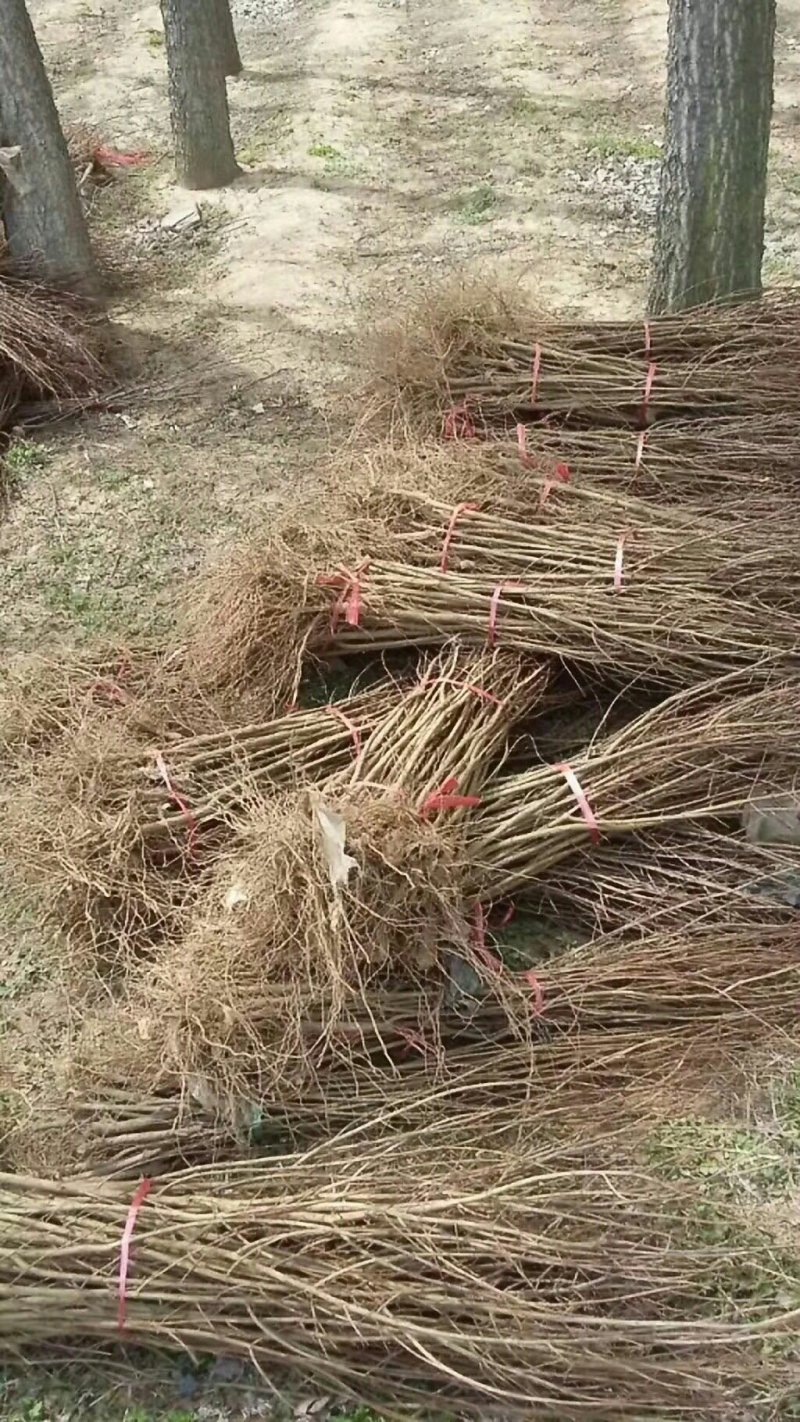 石榴苗基地软籽石榴苗批发品种纯正价格优惠