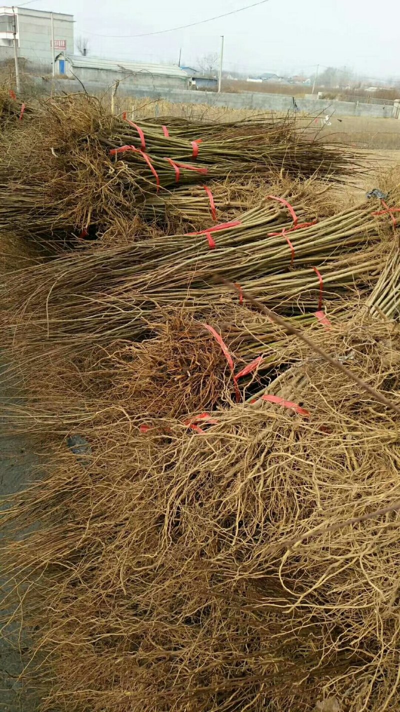 石榴苗基地软籽石榴苗批发品种纯正价格优惠