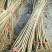 石榴苗基地软籽石榴苗批发品种纯正价格优惠