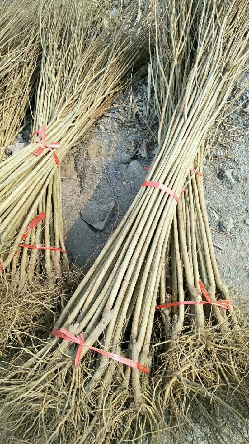 石榴苗基地软籽石榴苗批发品种纯正价格优惠
