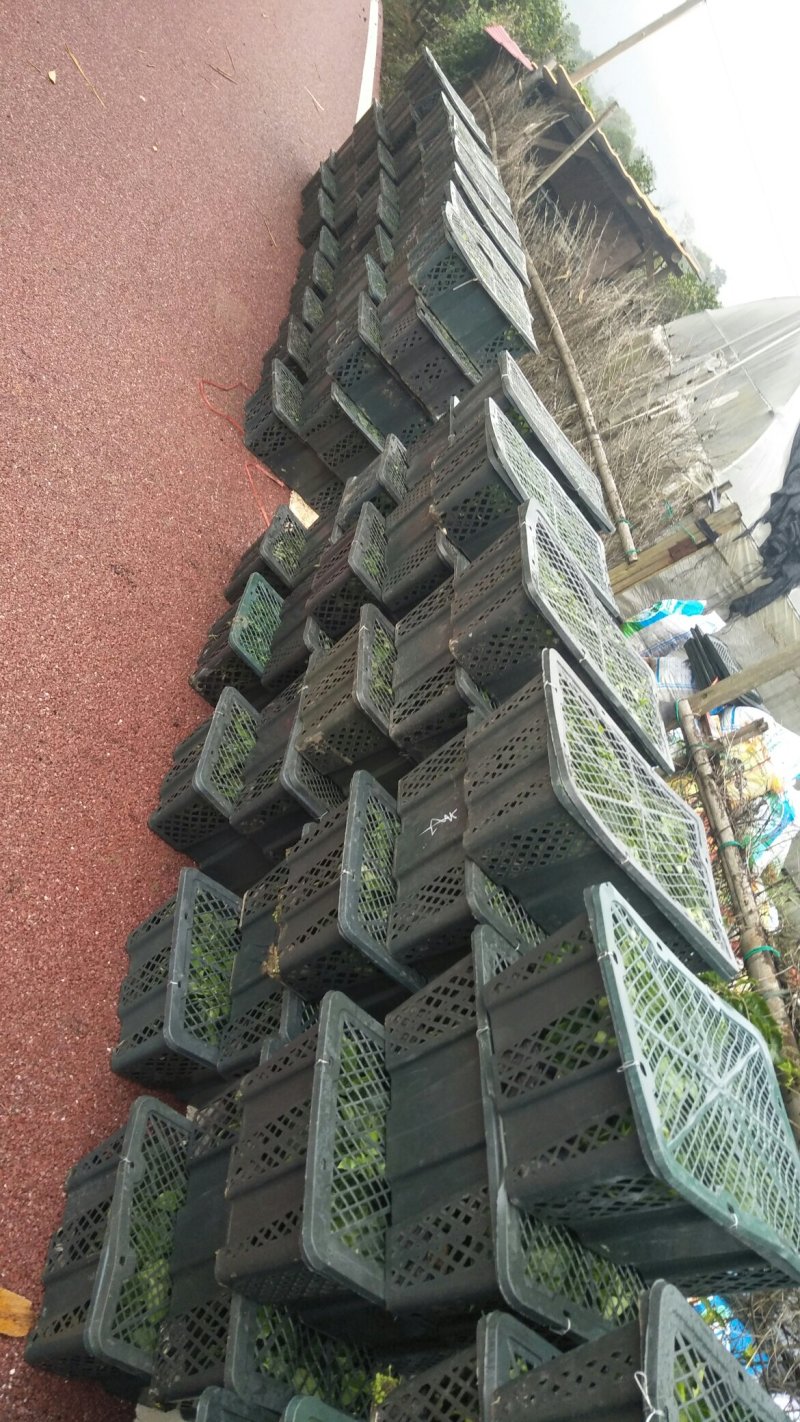 百香果苗