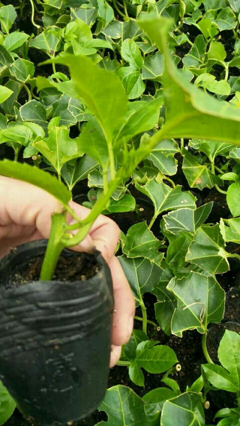 百香果苗