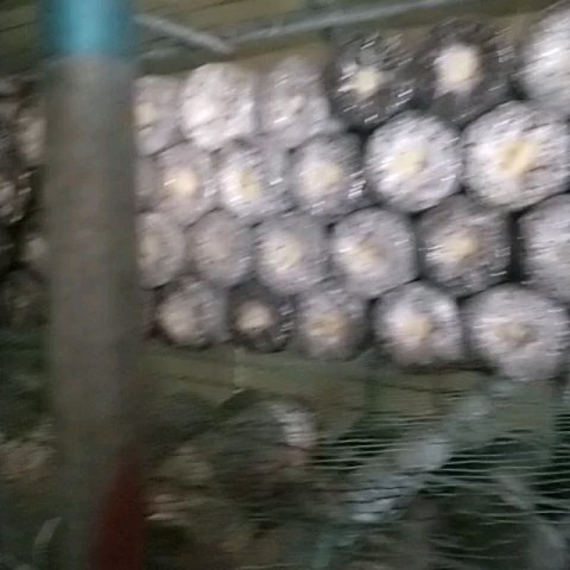 平菇出菇菌包定制各种食用菌岀菇菌包，技术免费跟踪指导