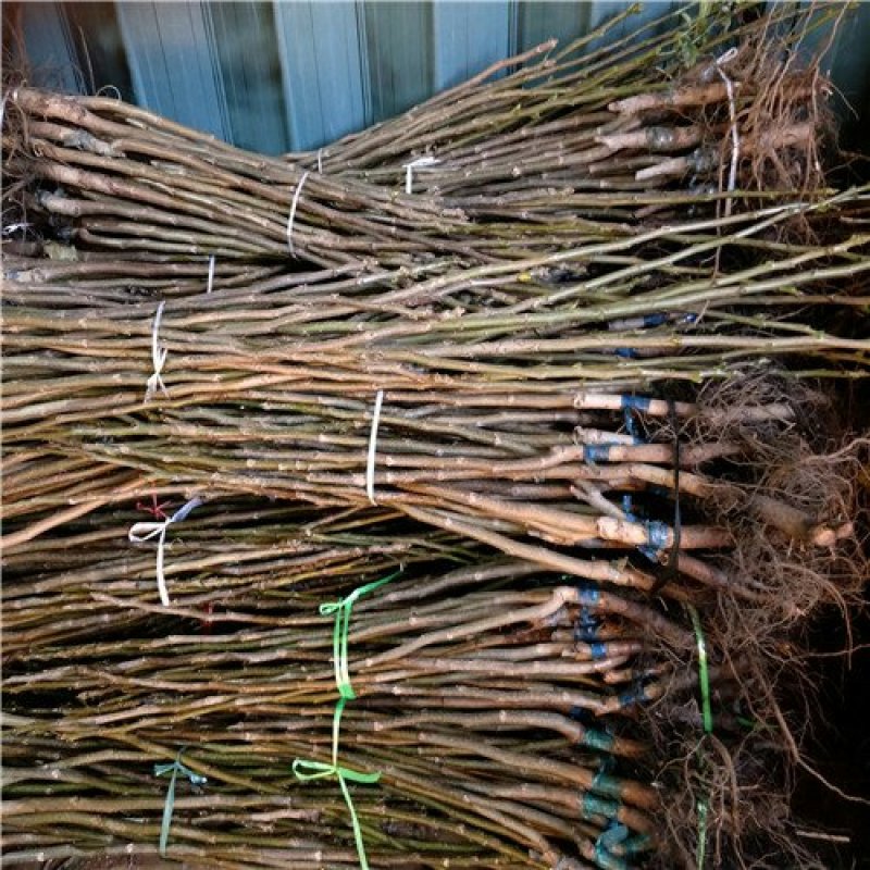 核桃苗基地嫁接核桃苗批发基地直销价格优惠